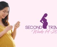 second trimester of pregnancy